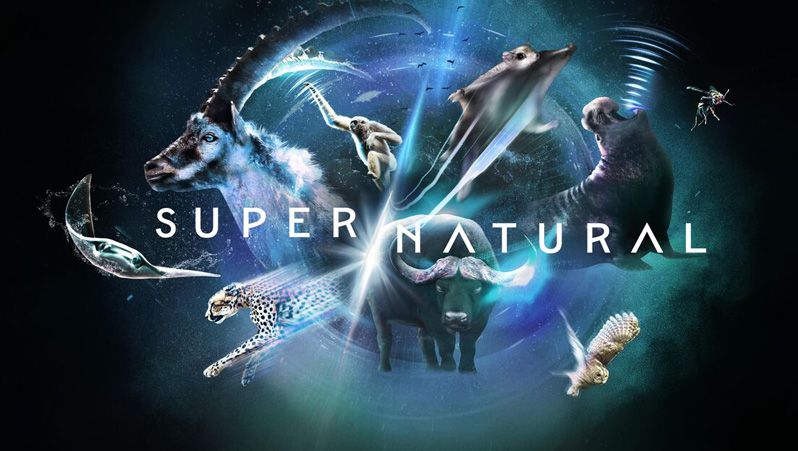 超/自然  超凡动物奇观 Super/Natural (2022) 4K2160P 英语中字