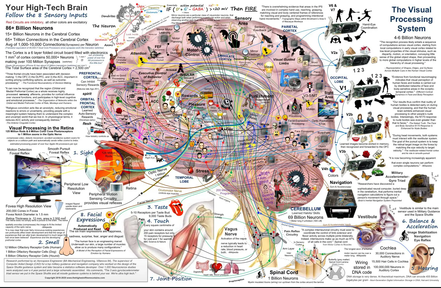 人类大脑功能图解