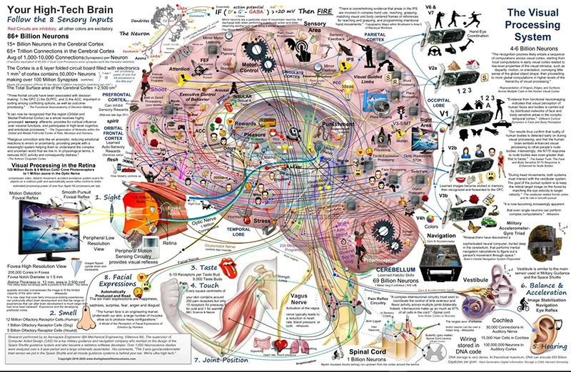 人类大脑功能图解